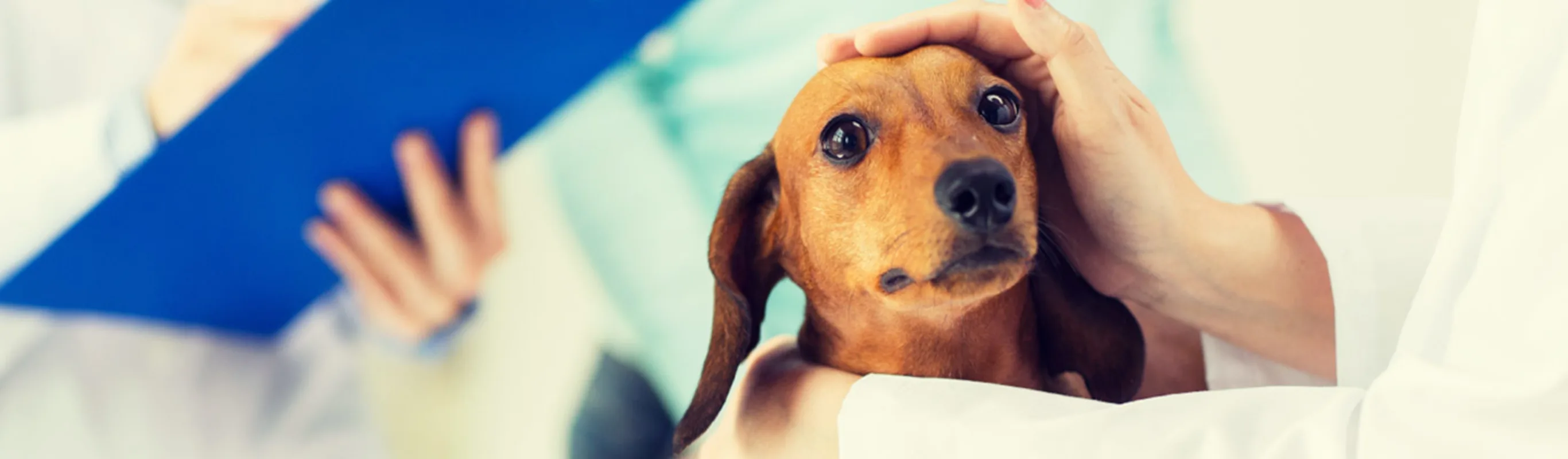 Dachshund being pet by a veterinarian 